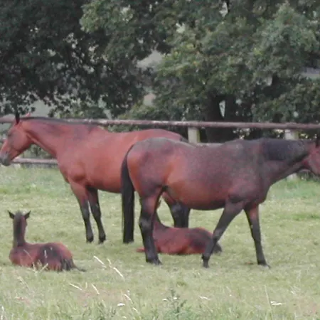 La Bergerie Holiday home Cambremer