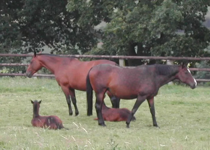 La Bergerie Nyaraló Cambremer